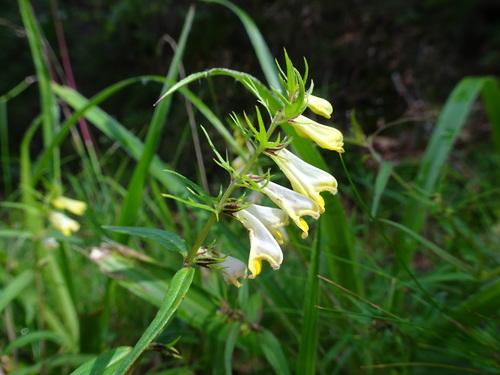 Common cow-wheat (Melampyrum pratense)