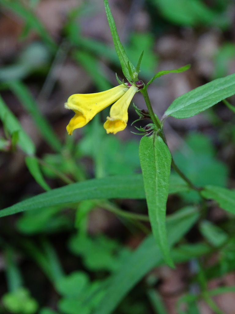Common cow-wheat (Melampyrum pratense)
