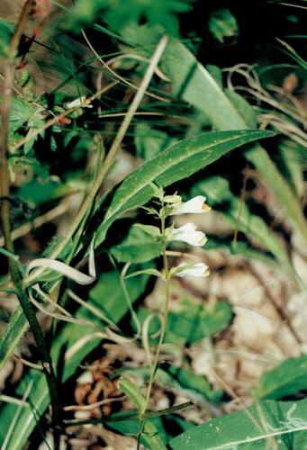 Common cow-wheat (Melampyrum pratense)