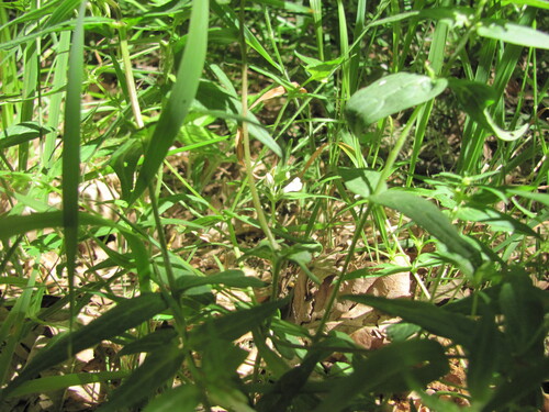 Common cow-wheat (Melampyrum pratense)