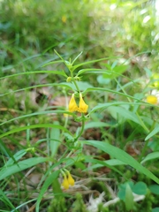 Melampyrum sylvaticum (Melampyrum sylvaticum)