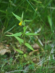 Melampyrum sylvaticum (Melampyrum sylvaticum)