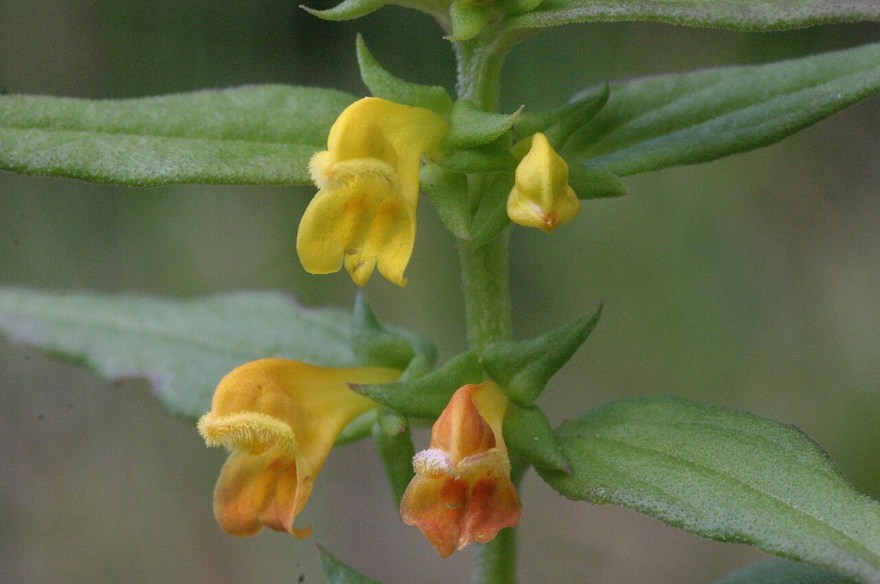Melampyrum sylvaticum: Melampyrum sylvaticum