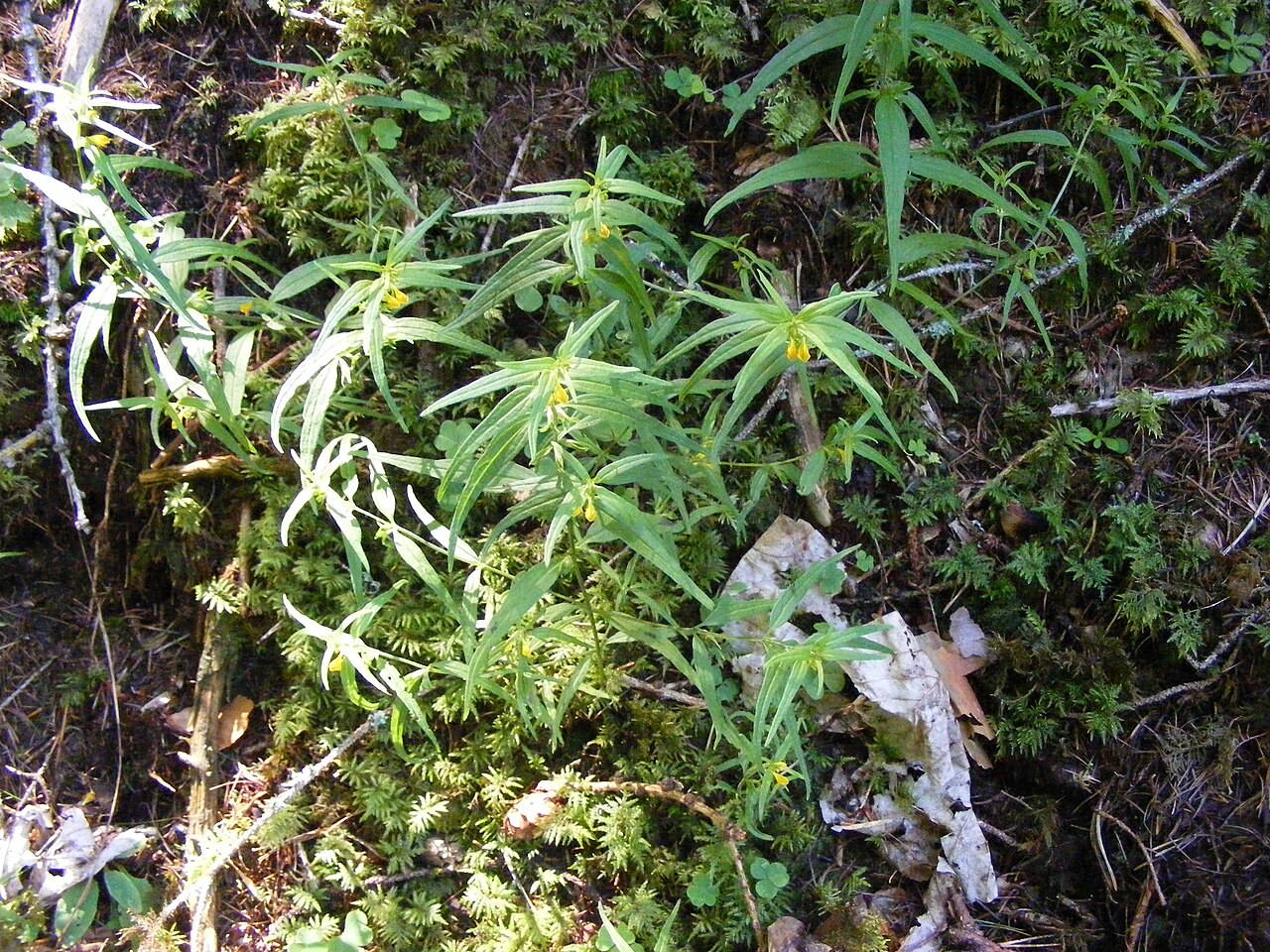 Melampyrum sylvaticum: This photo shows Melampyrum sylvaticum