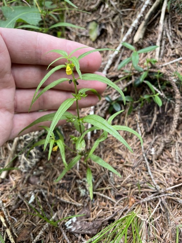 Melampyrum sylvaticum (Melampyrum sylvaticum)