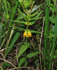 Melampyrum sylvaticum (Melampyrum sylvaticum)