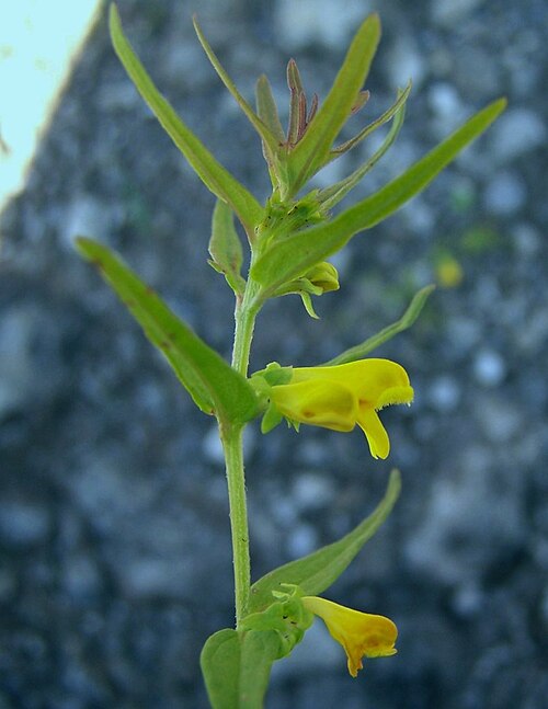 Melampyrum sylvaticum: Melampyrum sylvaticum (pl. pszeniec leśny), habitat: West Tatra Mountains, Adamica