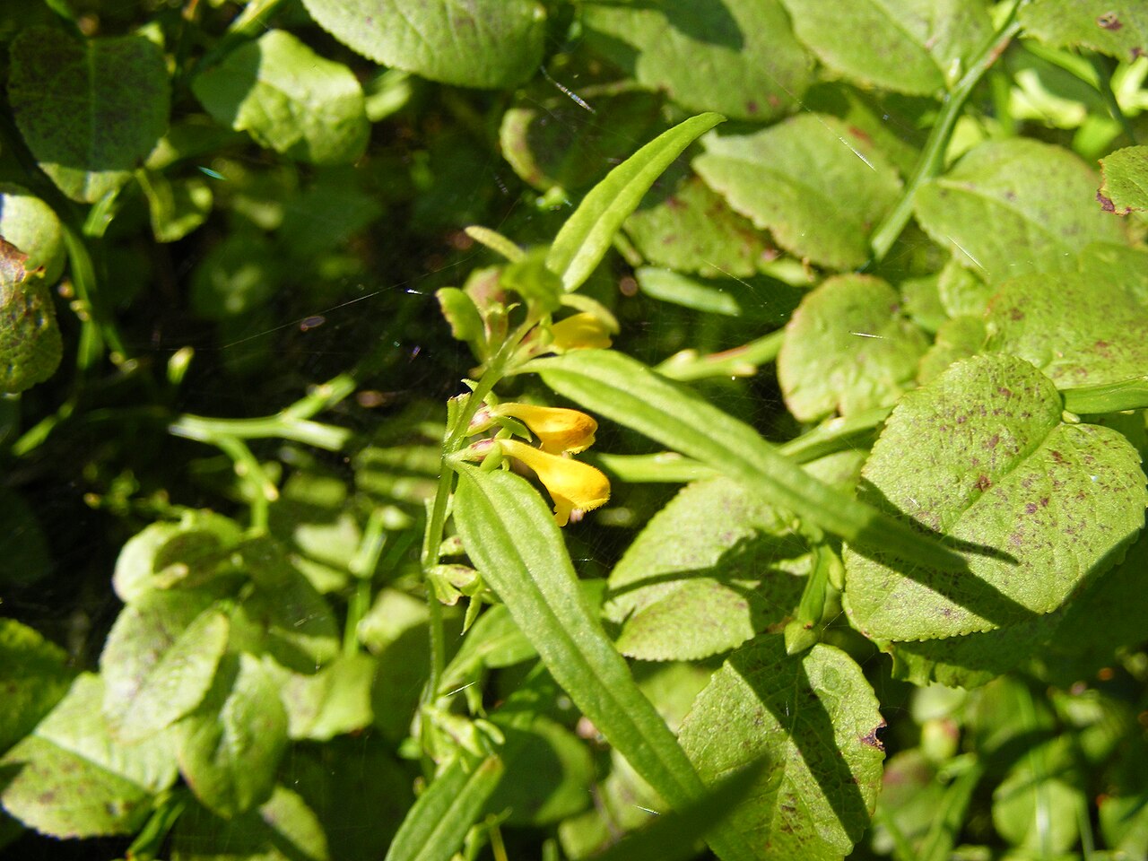 Melampyrum sylvaticum: This photo shows Melampyrum sylvaticum