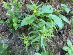 Melampyrum sylvaticum (Melampyrum sylvaticum)