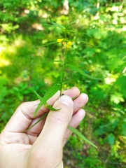 Melampyrum sylvaticum (Melampyrum sylvaticum)