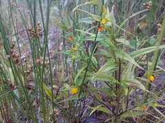 Melampyrum sylvaticum (Melampyrum sylvaticum)