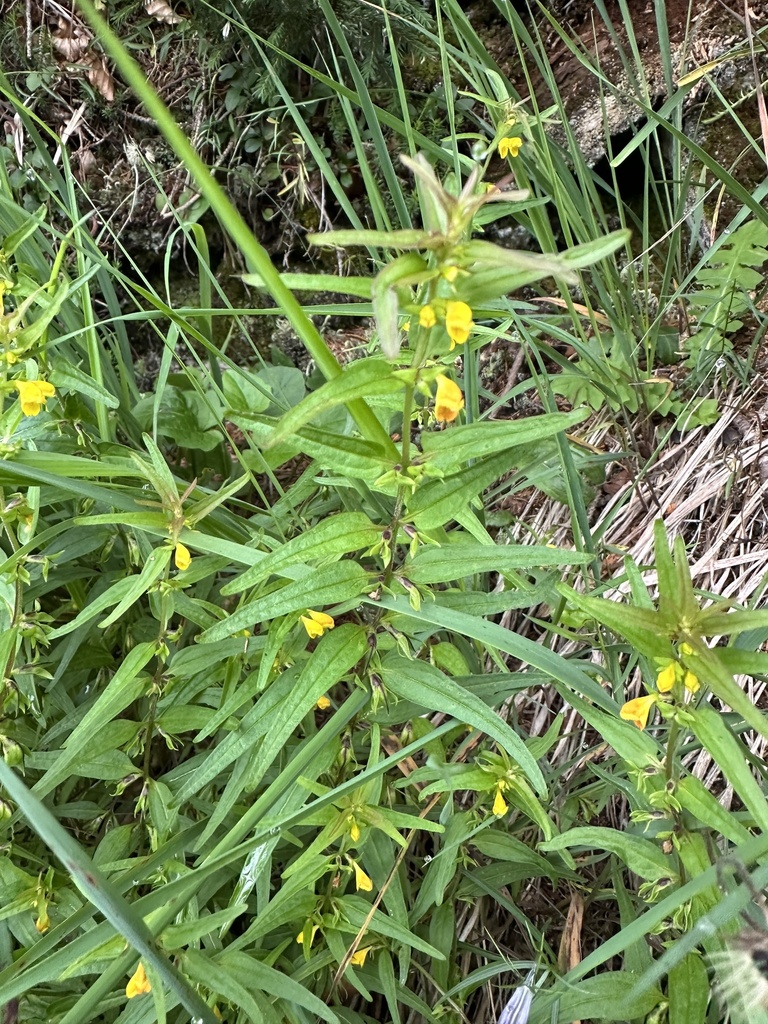 Melampyrum sylvaticum (Melampyrum sylvaticum)