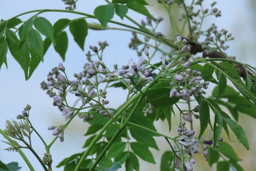 China-Berry (Melia azedarach)
