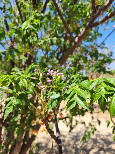China-Berry (Melia azedarach)