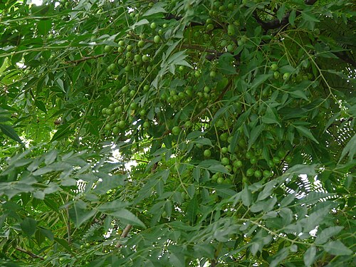 China-Berry: Melia azedarach