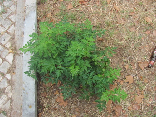 China-Berry (Melia azedarach)