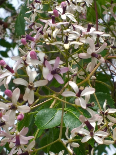 China-Berry (Melia azedarach)