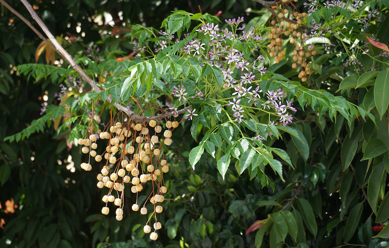 China-Berry: Melia azedarach