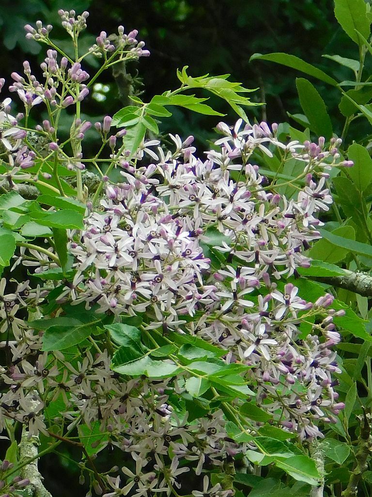 China-Berry (Melia azedarach)