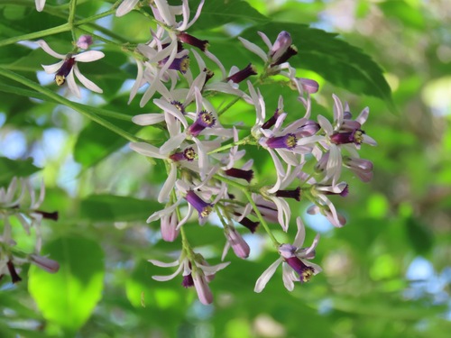 China-Berry (Melia azedarach)