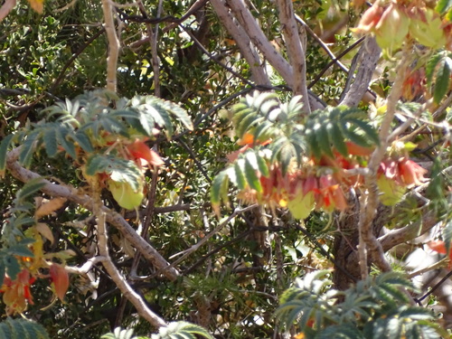 Melianthus comosus (Melianthus comosus)