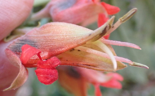 Melianthus comosus (Melianthus comosus)