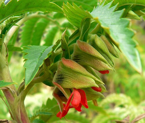Melianthus comosus: Flowers of a Honey flower at the University of California Botanical Garden