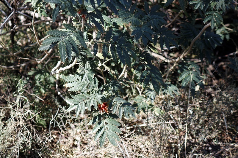 Melianthus comosus (Melianthus comosus)
