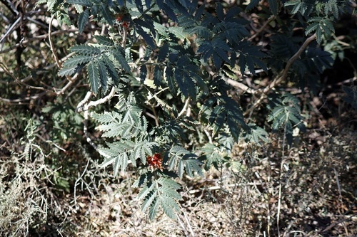 Melianthus comosus (Melianthus comosus)