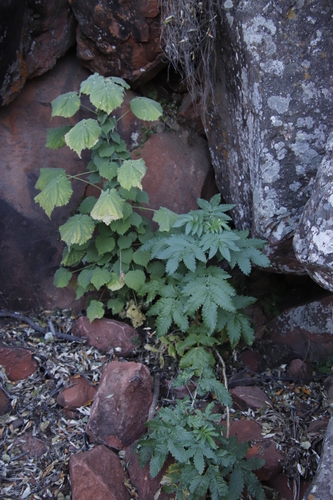 Melianthus comosus (Melianthus comosus)