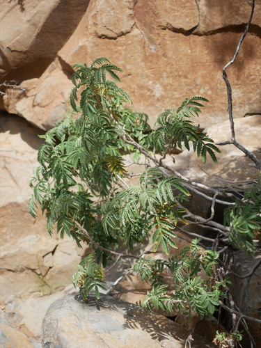 Melianthus comosus (Melianthus comosus)