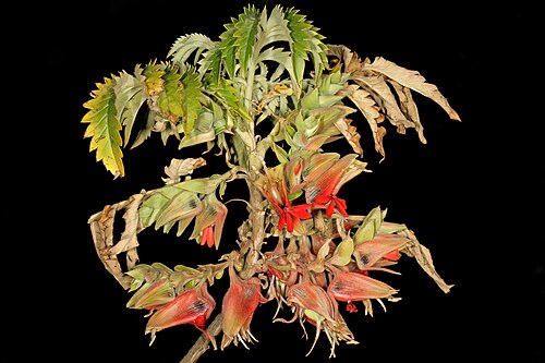 Melianthus comosus: Melianthus comosus; flowers; farm Oorlogskloof, Nieuwoudtville, Northern Cape, South Africa
