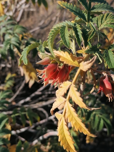 Melianthus comosus (Melianthus comosus)