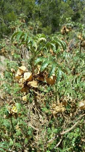 Melianthus comosus (Melianthus comosus)