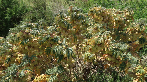 Melianthus comosus (Melianthus comosus)