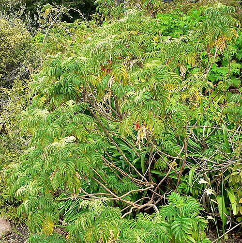 Melianthus comosus: Habit of a Honey flower at the University of California Botanical Garden