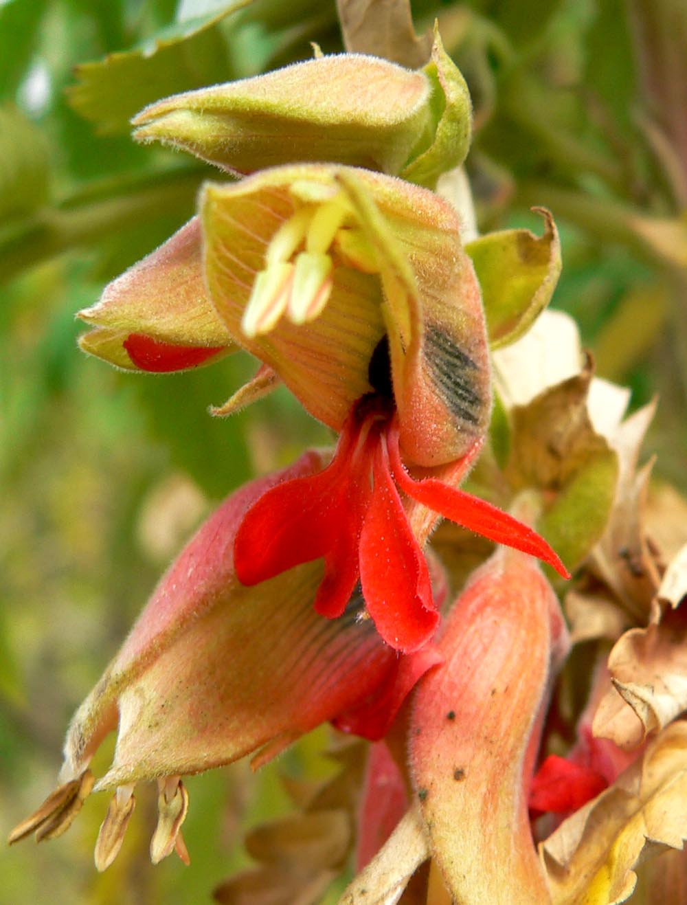 Melianthus comosus: Flowers of a Honey flower at the University of California Botanical Garden