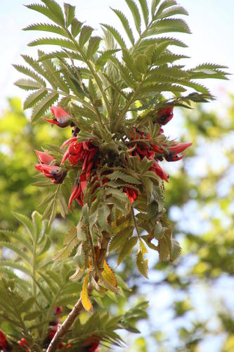 Melianthus dregeanus (Melianthus dregeanus)