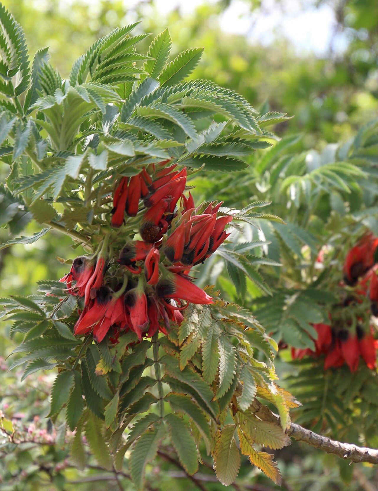 Melianthus dregeanus: Red Honeyflower