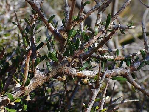 Melicytus alpinus (Melicytus alpinus)