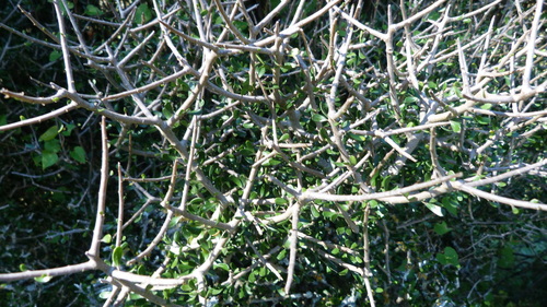 Melicytus alpinus (Melicytus alpinus)