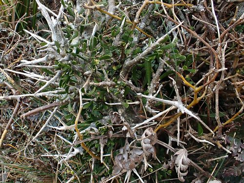 Melicytus alpinus (Melicytus alpinus)