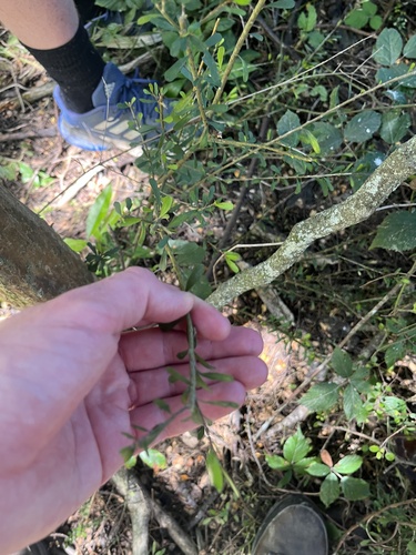 Melicytus alpinus (Melicytus alpinus)