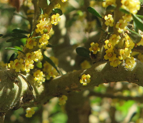 Melicytus alpinus (Melicytus alpinus)