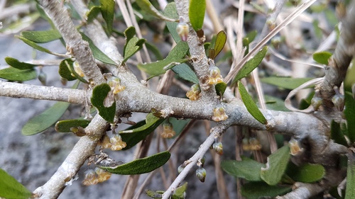 Melicytus alpinus (Melicytus alpinus)