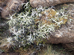 Melicytus alpinus (Melicytus alpinus)