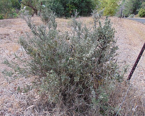 Melicytus angustifolius: Rockley, NSW