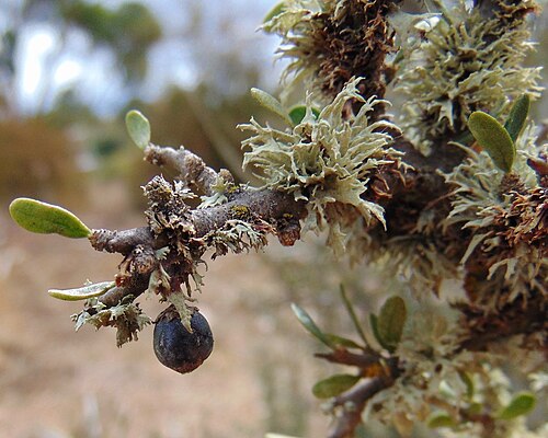 Melicytus angustifolius: Rockley, NSW