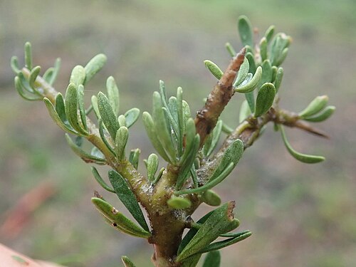 Melicytus angustifolius: Melicytus angustifolius subsp. divaricatus leaves and stout spines