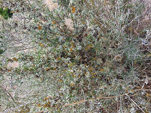 Melicytus angustifolius: Rockley, NSW